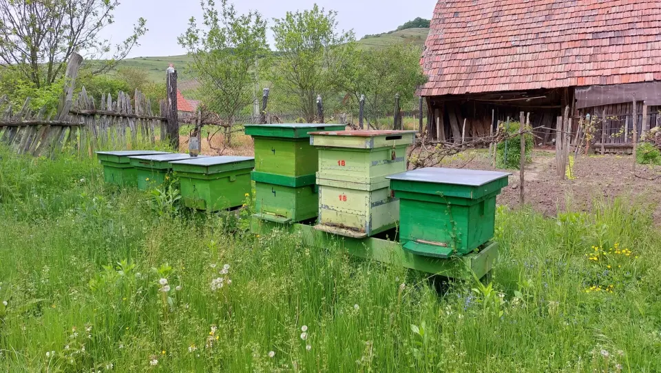 Stupi colorați într-o livadă de munte