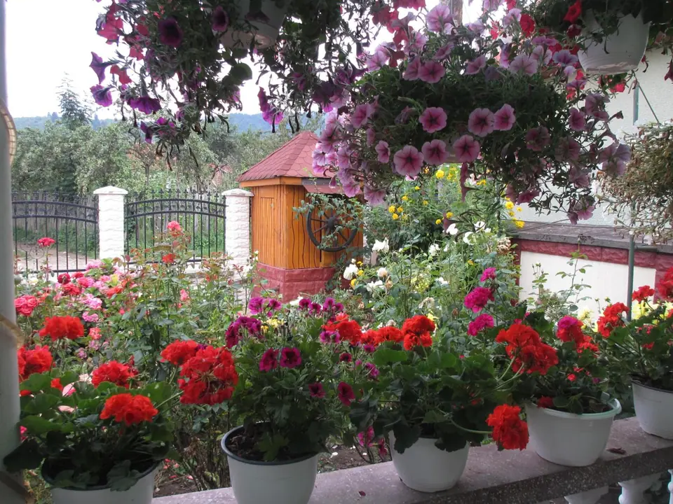 Mușcatele și trandafirii din fața casei