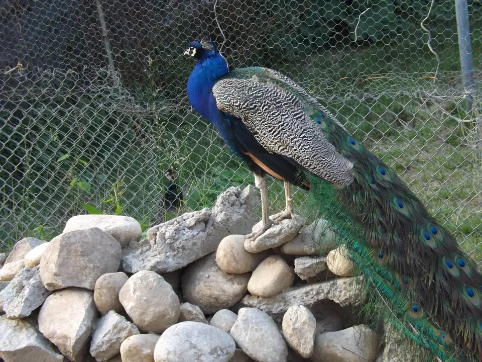 Unul dintre păunii casei
